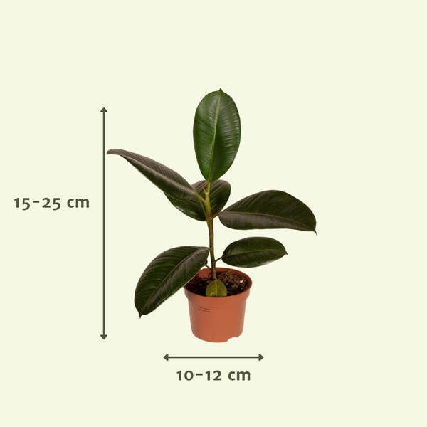 Buitenbeentjesbox 12x Ø12 - Ø12cm - 12x