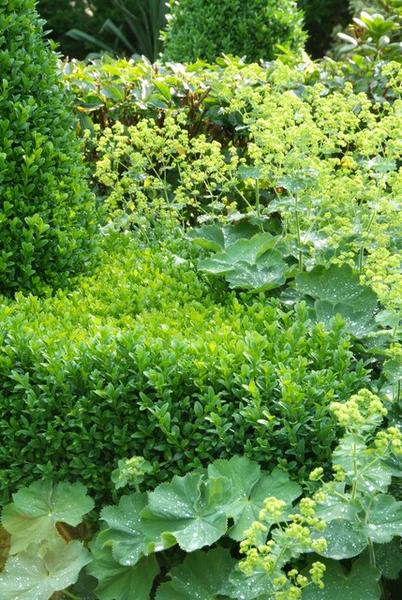 Buxus Sempervirens - ↕10-25cm - Ø9cm - 6x