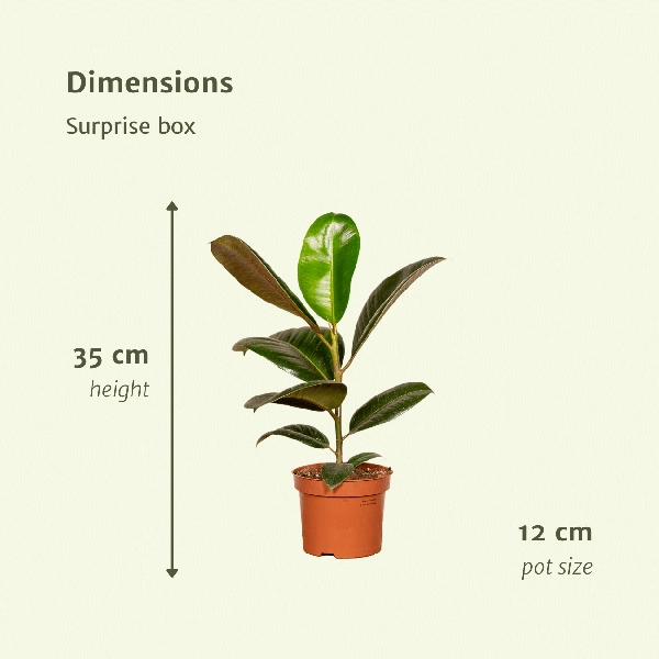 8x Verrassingsbox Ø12cm - ↕25cm - x10