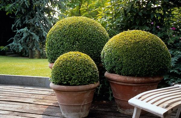Buxus Sempervirens - ↕10-25cm - Ø9cm - 6x