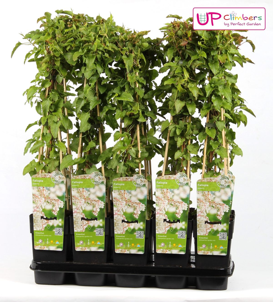 Fallopia baldschuanica - Bruidsluier - Ø15cm - ↕65cm