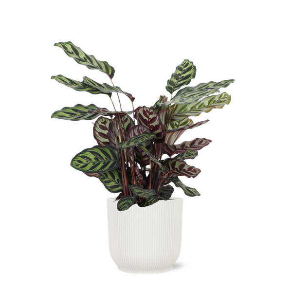 Calathea Makoyana Ø21cm - ↕70cm in Vibes WIT pot