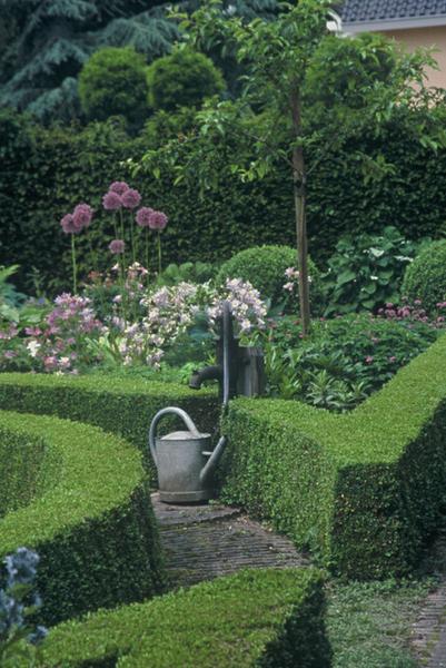 Buxus Sempervirens - ↕10-25cm - Ø9cm - 6x