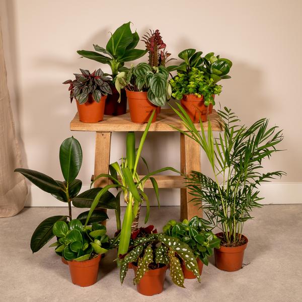 Buitenbeentjesbox 12x Ø12 - Ø12cm - 12x