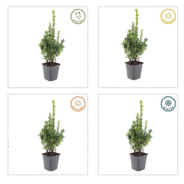 Buxus Sempervirens - ↕10-25cm - Ø9cm - 6x