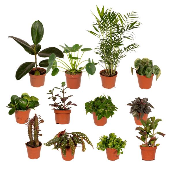 Buitenbeentjesbox 12x Ø12 - Ø12cm - 12x
