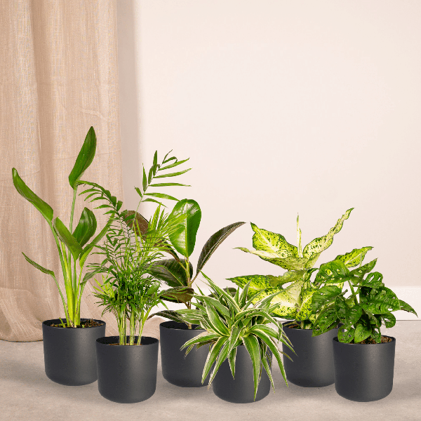 8x Verrassingsbox Ø12cm - ↕25cm - x10