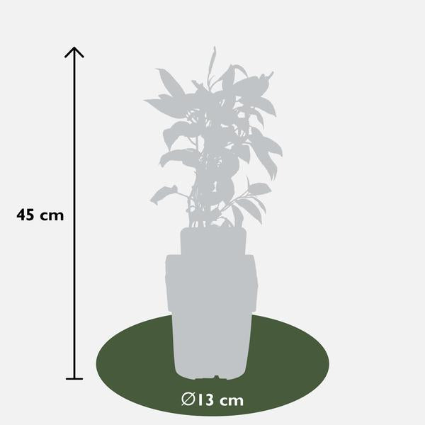 Actinidia arguta 'Issai' - Kiwibes - Ø13cm - ↕45cm
