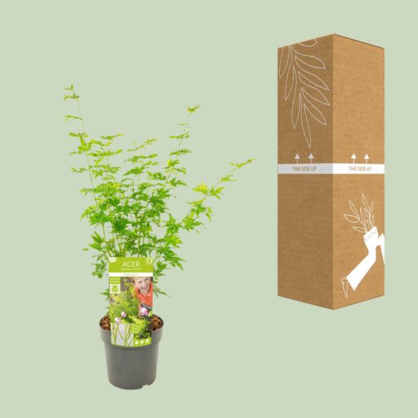 Acer palmatum Going Green - Ø19cm - ↕40cm - Ø19 - ↨50cm