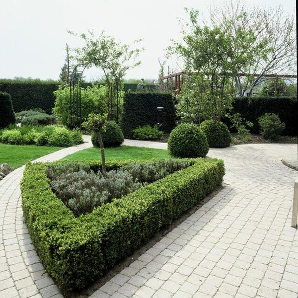 Buxus Sempervirens - ↕10-25cm - Ø9cm - 20x