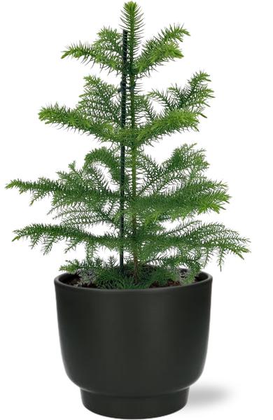 Araucaria Heterophylla - Ø14cm - ↕40cm + Potenza Pot D15x13cm - Zwart