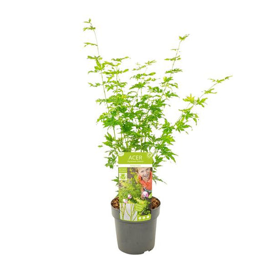 Acer palmatum Going Green - Ø19cm - ↕40cm - Ø19 - ↨50cm