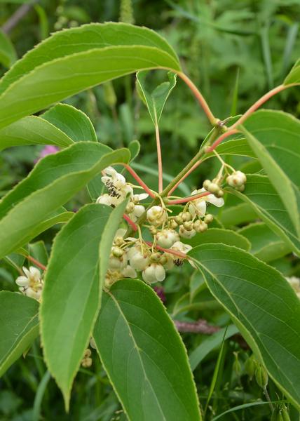 Actinidia arguta 'Issai' - Kiwibes - Ø13cm - ↕45cm