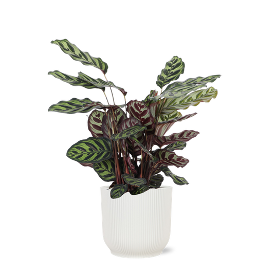 Calathea Makoyana Ø21cm - ↕70cm in Vibes WIT pot