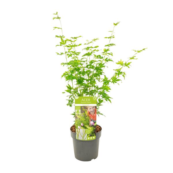 Acer palmatum Going Green - Ø19cm - ↕40cm - Ø19 - ↨50cm
