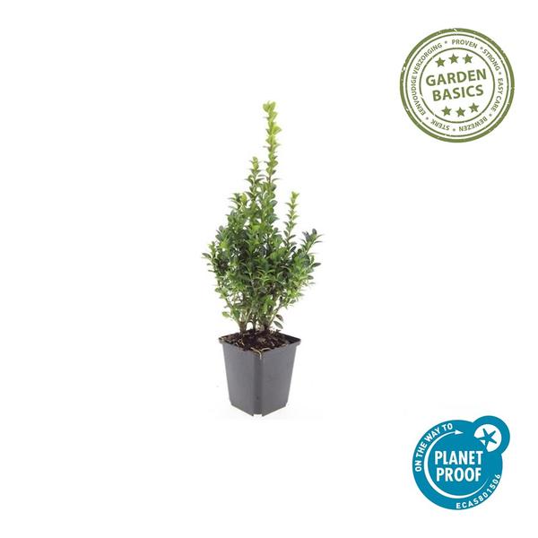 Buxus Sempervirens - ↕10-25cm - Ø9cm - 20x