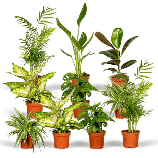 8x Verrassingsbox Ø12cm - ↕25cm - x10