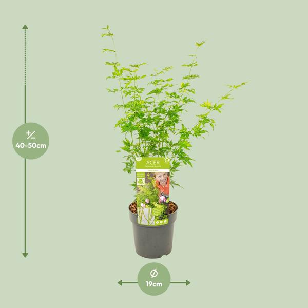 Acer palmatum Going Green - Ø19cm - ↕40cm - Ø19 - ↨50cm